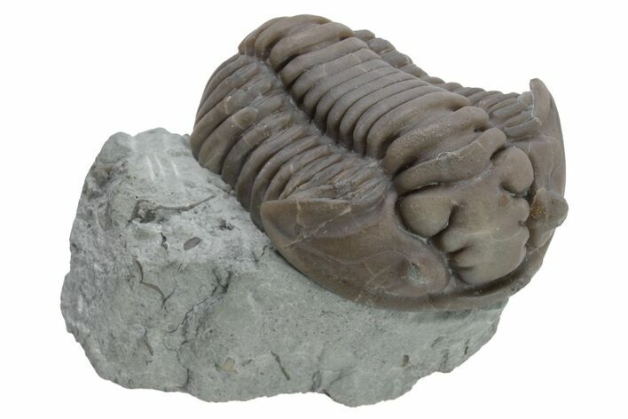 Long Flexicalymene Meeki Trilobite - Monroe, Ohio #224895